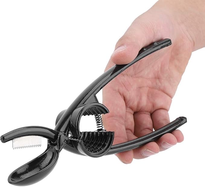 Kastanienknacker Kastanienknacker